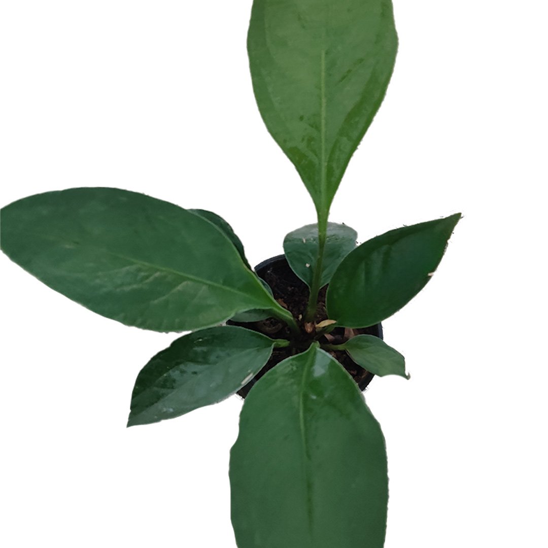 Anthurium Jenmanii